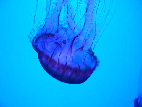 Image of Sea nettle