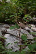 صورة Euphorbia eglandulosa V. W. Steinm.