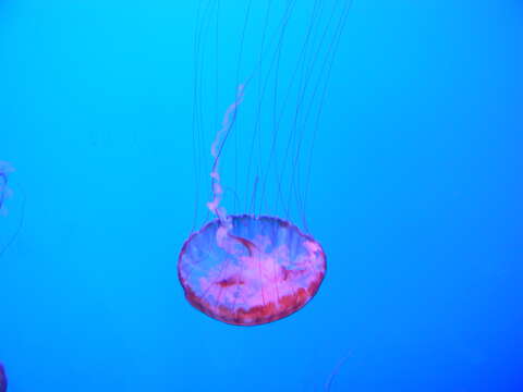 Image of Sea nettle