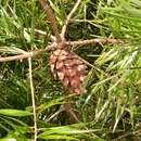 Image de Pinus krempfii Lecomte