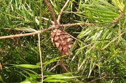 Imagem de Pinus krempfii Lecomte