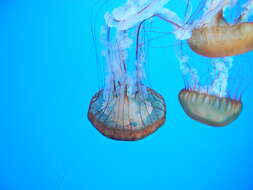 Image of Sea nettle