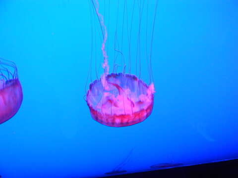 Image of Sea nettle