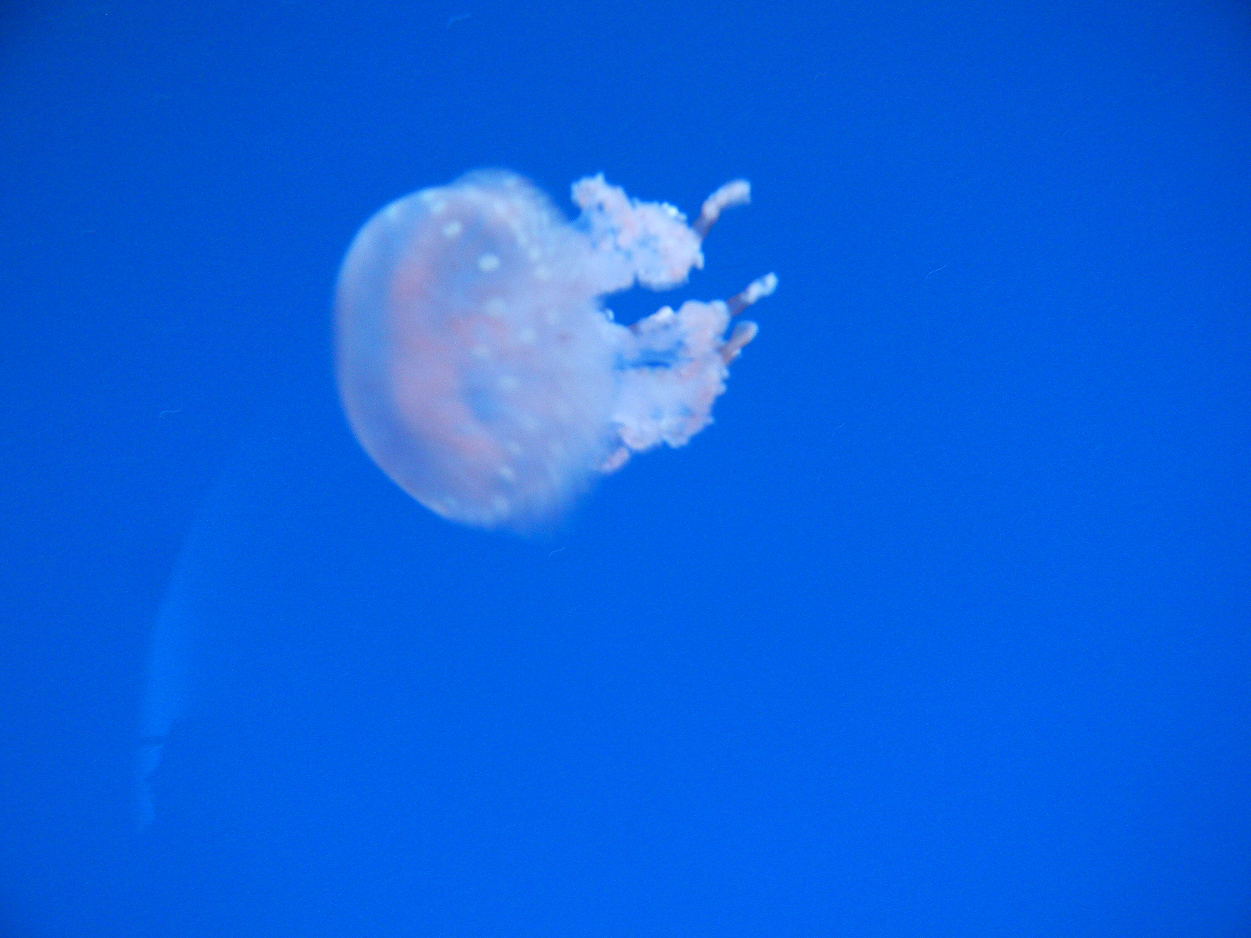 Image of Spotted jelly