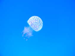 Image of Spotted jelly