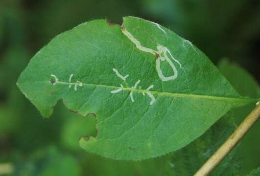 Imagem de Phytomyza aprilina Goureau