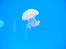 Image of Spotted jelly