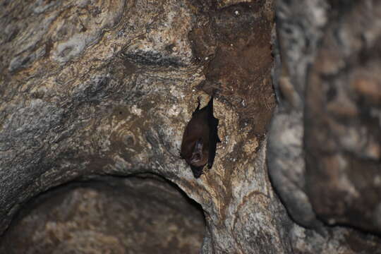 Image of Sac-winged bats