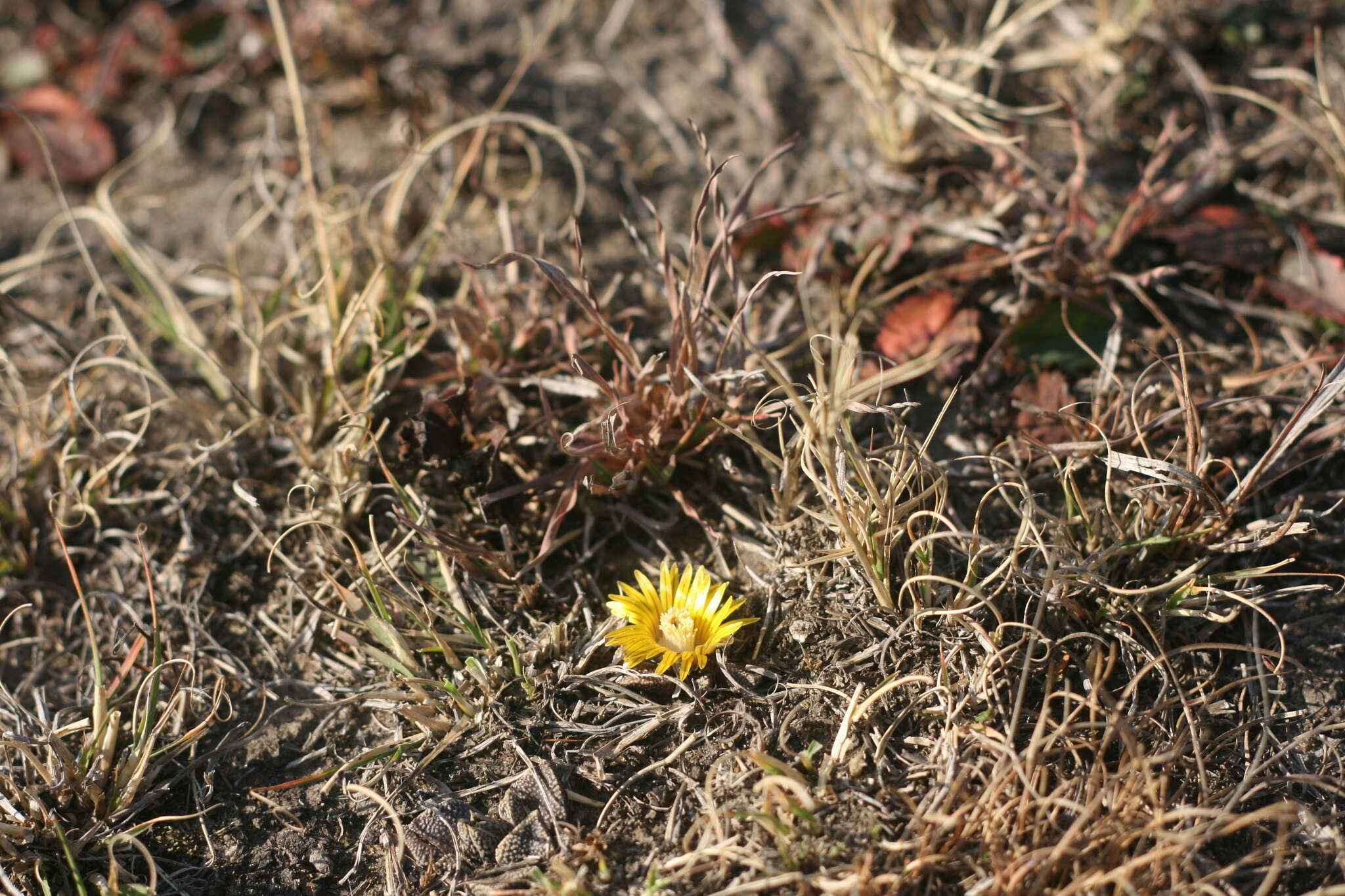 صورة Nananthus vittatus (N. E. Br.) Schwant.