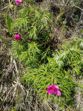 Image of Paeonia intermedia subsp. intermedia