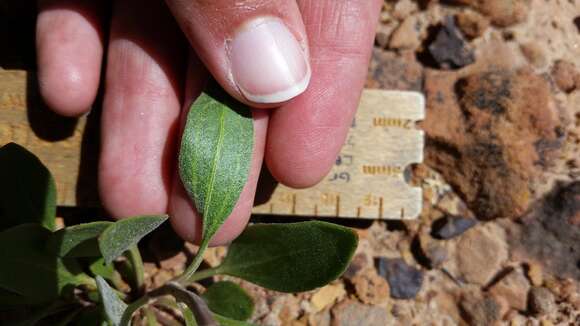 Image of Platyschkuhria integrifolia (A. Gray) Rydb.