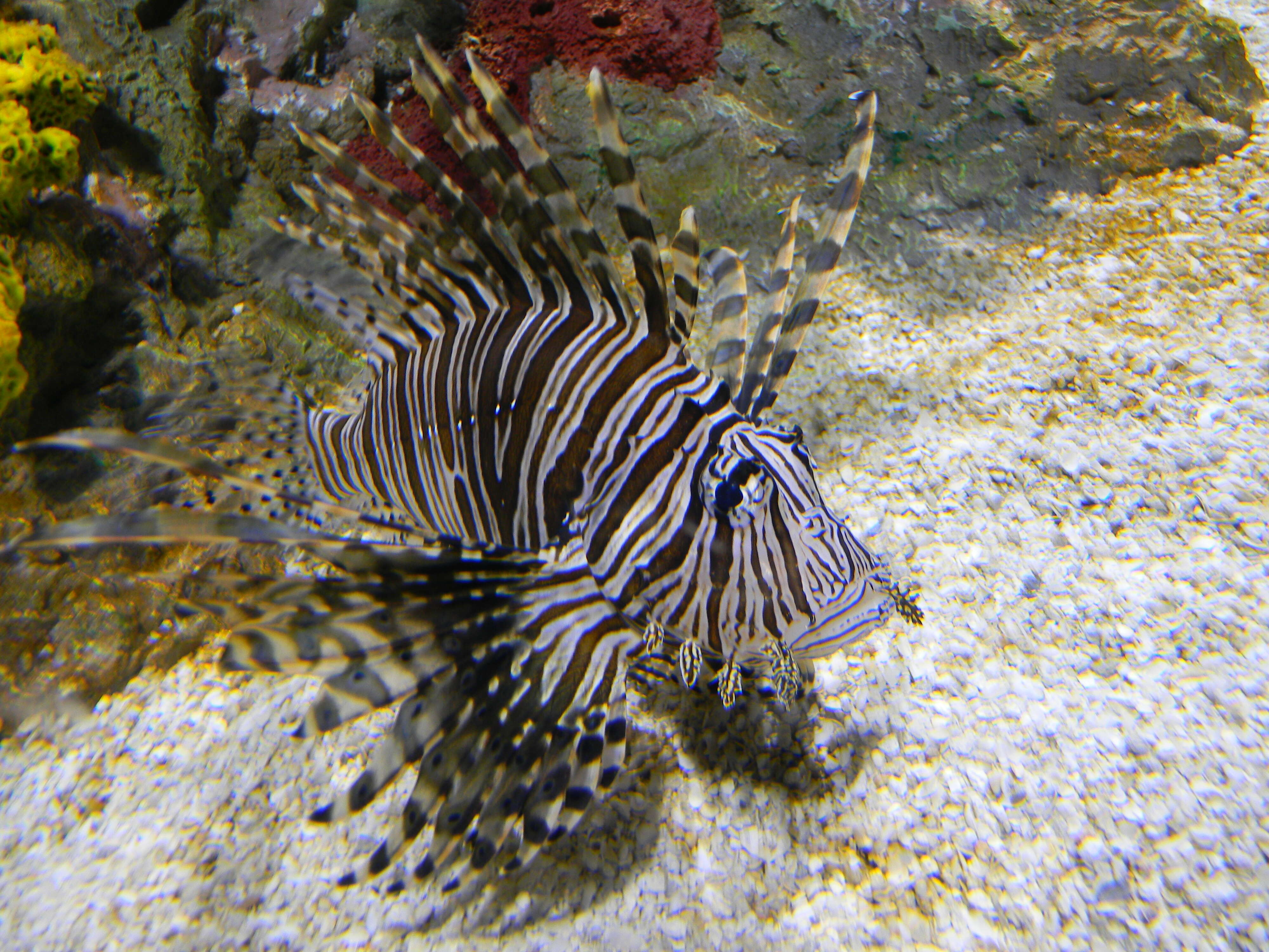 Image of Red lionfish