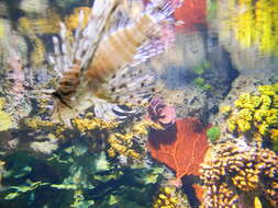 Image of Common lionfish