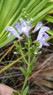 Image of Florida scrub skullcap