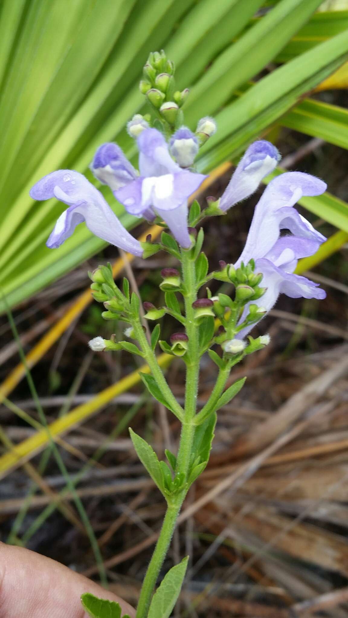 Sivun Scutellaria arenicola Small kuva