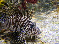 Image of Red lionfish