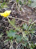 Image of surefoot buttercup