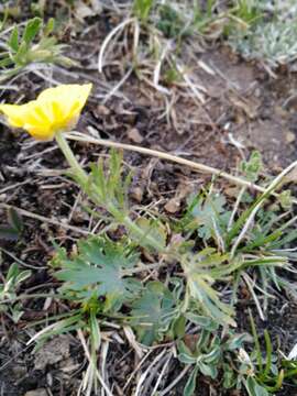 Imagem de Ranunculus pedatifidus Sm.