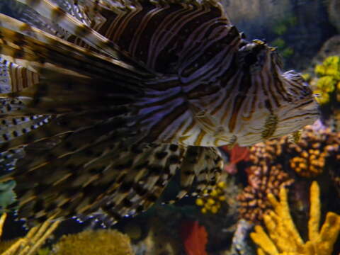 Image of Red lionfish