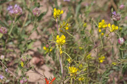 Image of Tolmie's owl's-clover