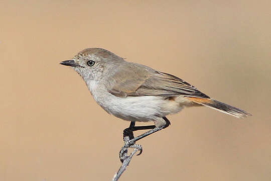 Image of Chestnut-rumped Thornbill