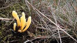 Clavaria argillacea Pers. 1797 resmi