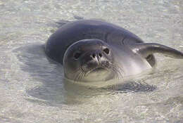 Image of Hawaiian Monk Seal