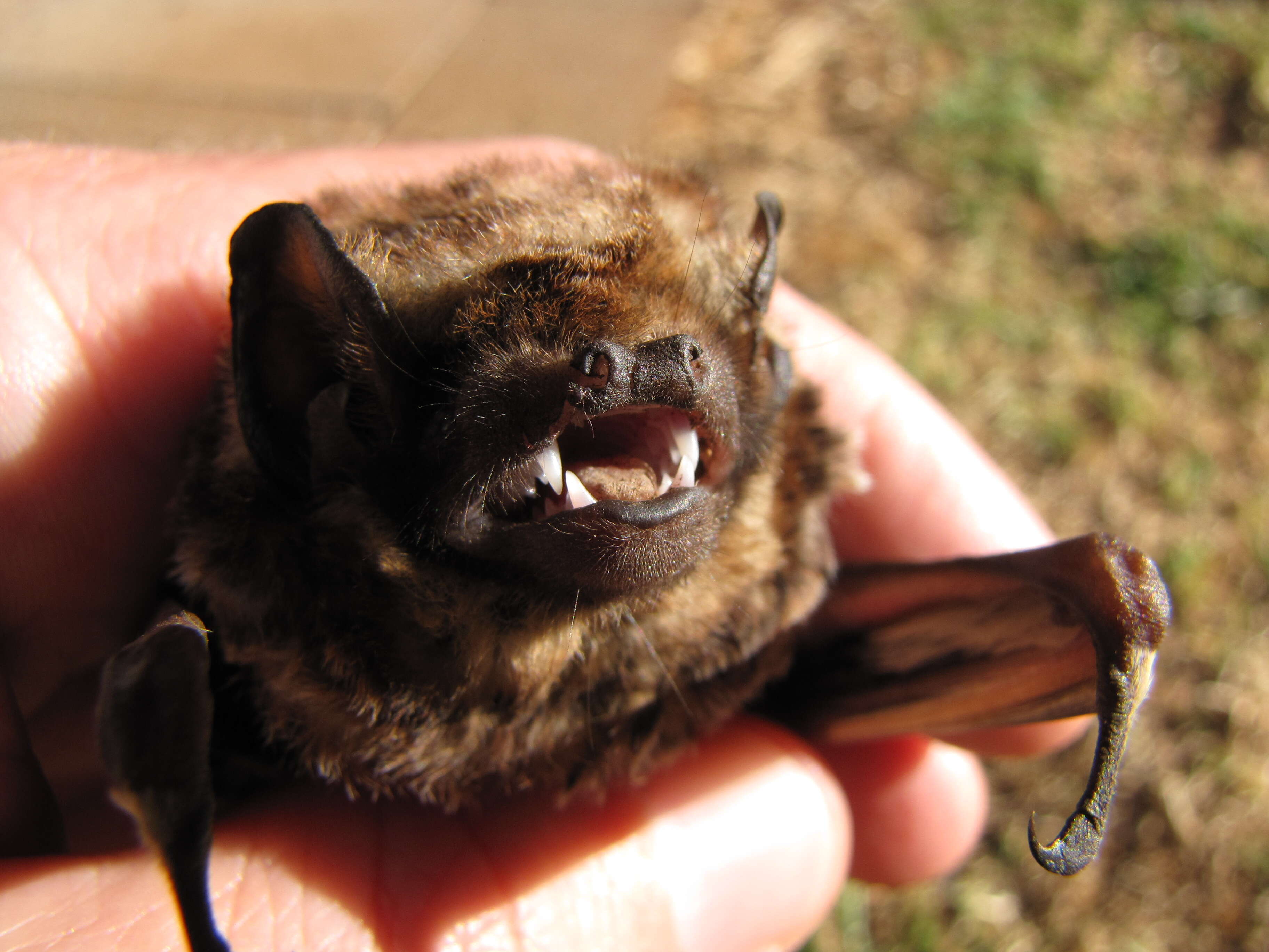 Image of Hawaiian Hoary Bat