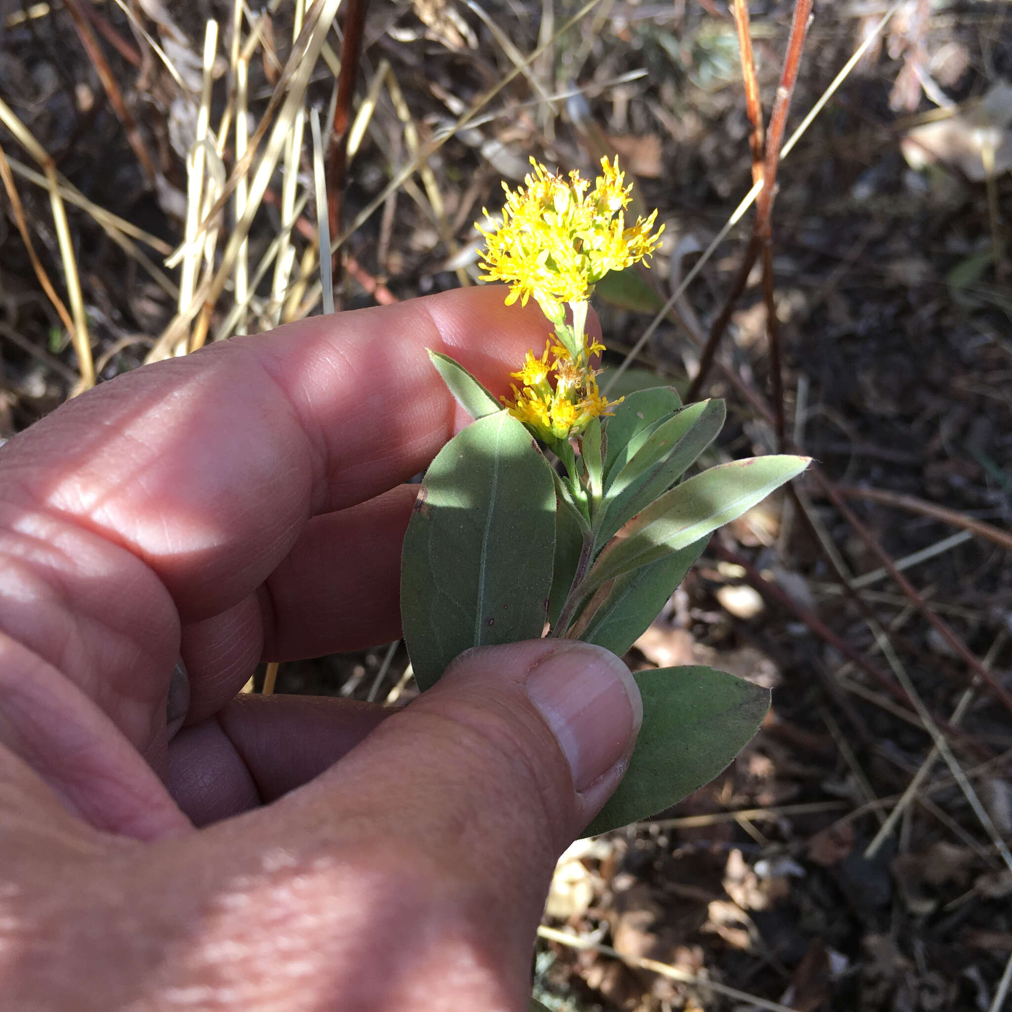 Sivun Solidago velutina DC. kuva