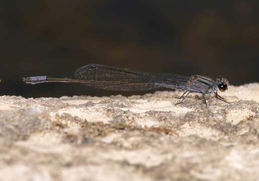 Image of Purple Bluet