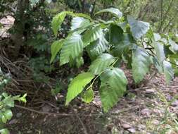 Image de Alnus oblongifolia Torr.