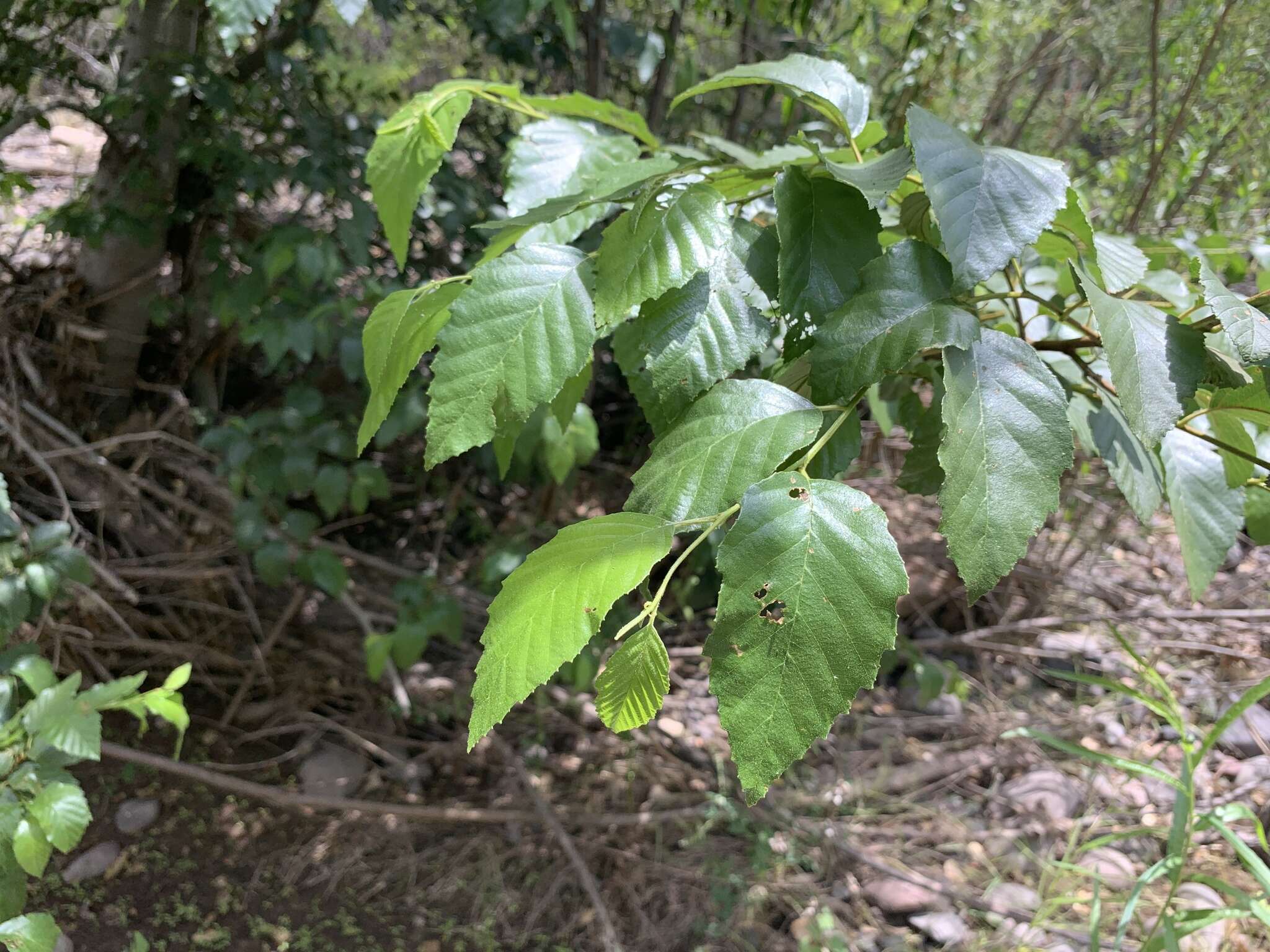 Image de Alnus oblongifolia Torr.