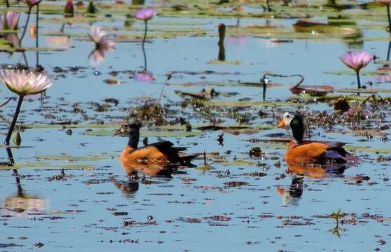 Image of African Pygmy Goose