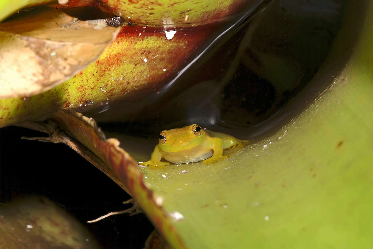 Слика од Phyllodytes luteolus (Wied-Neuwied 1821)