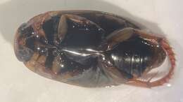 Image of Predaceous diving beetle