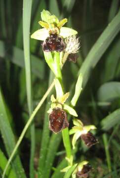 Image of Ophrys morisii (Martelli) G. Keller & Soó