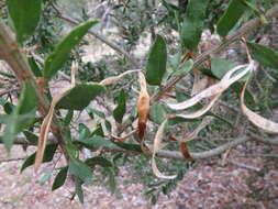 Image of Acacia tristis