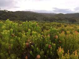 Image of Leucadendron teretifolium (Andrews) I. Williams