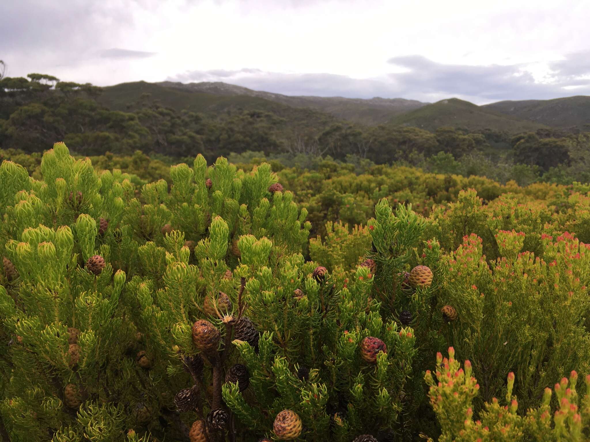 صورة Leucadendron teretifolium (Andrews) I. Williams