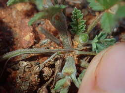 Image of Australian stork's bill