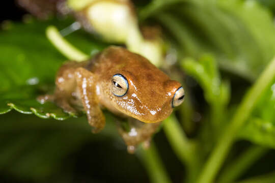 Image of Coorg Yellow Bush Frog