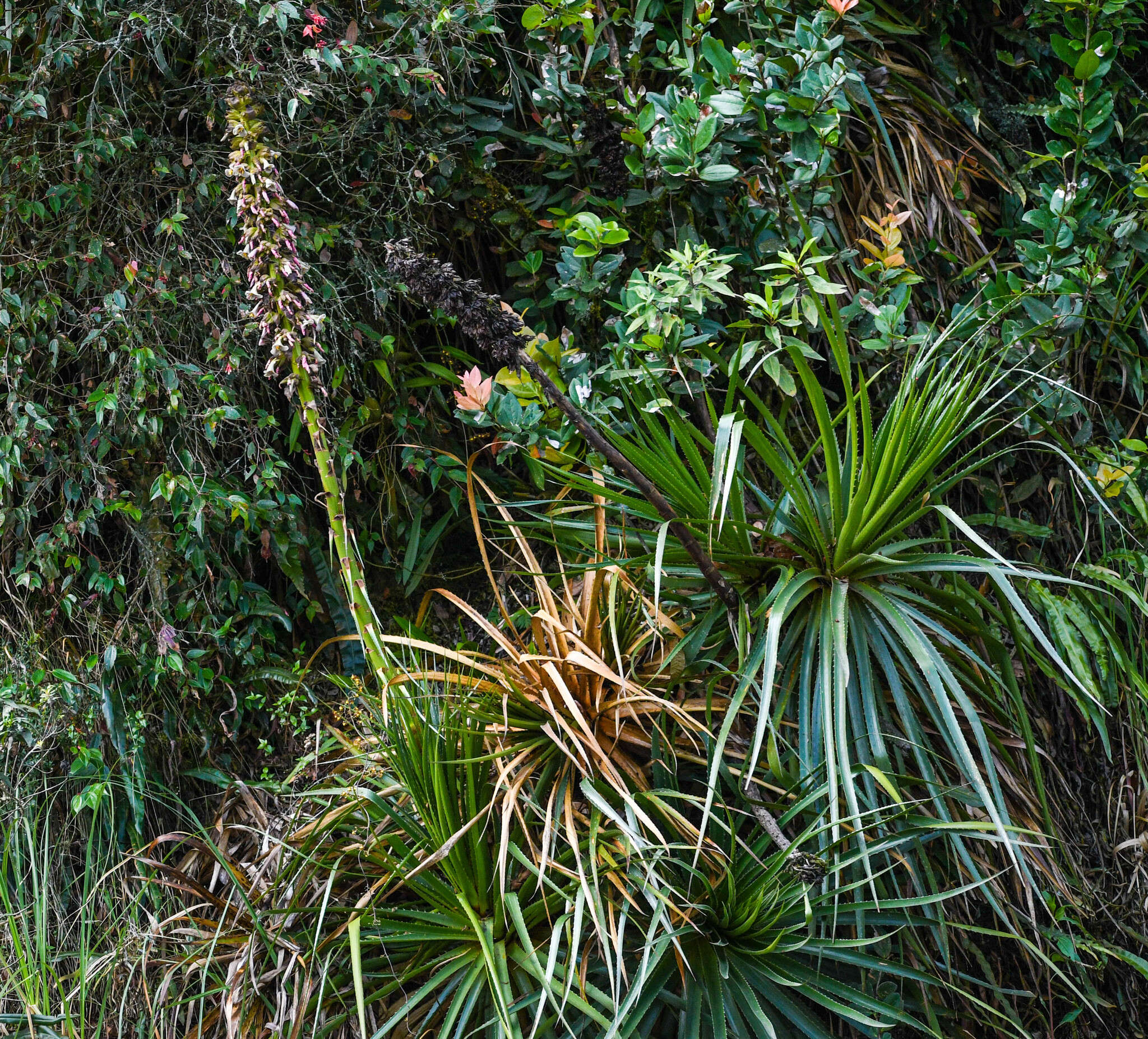 Image of Puya tillii Manzan.