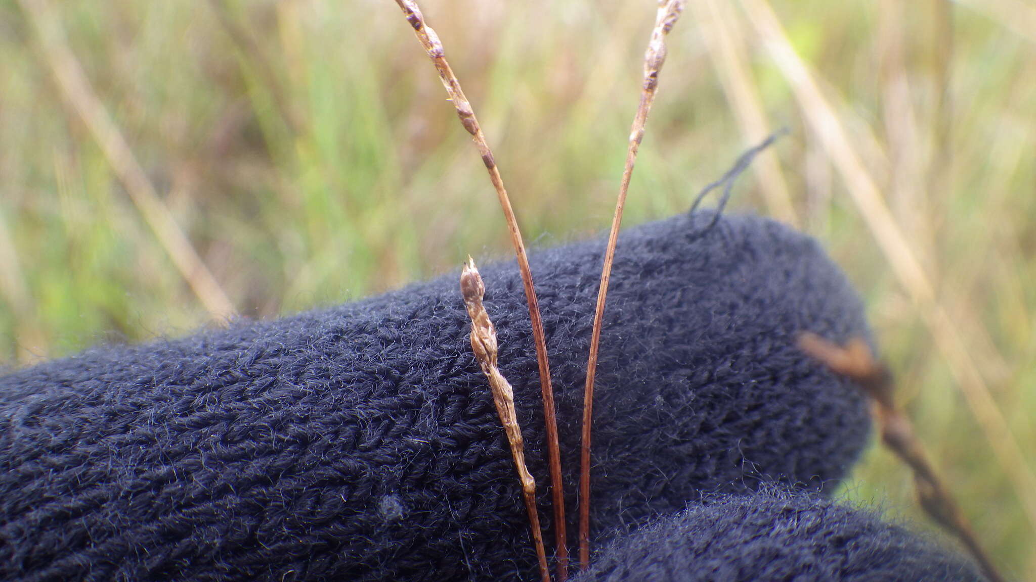 Image of Pacific Bog Sedge