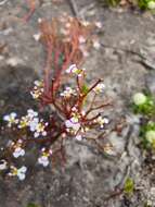 Image of Stylidium utricularioides Benth.