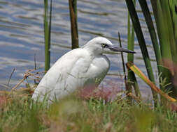 Image of Egretta Forster & T 1817