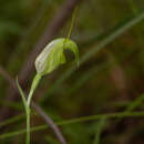 Слика од Pterostylis russellii T. E. Hunt