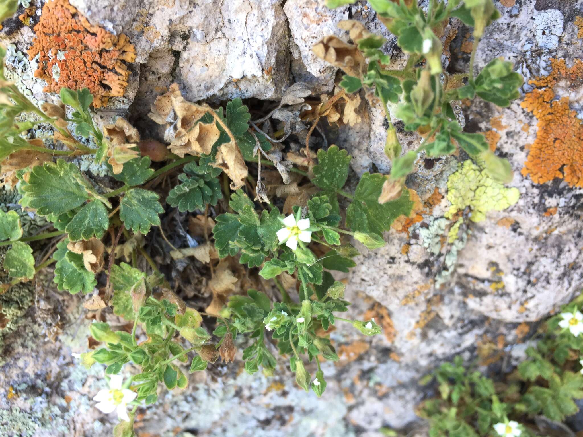 Image de Ivesia arizonica var. saxosa (T. S. Brandegee) B. Ertter