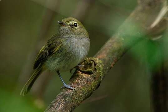 Imagem de Hemitriccus diops (Temminck 1822)