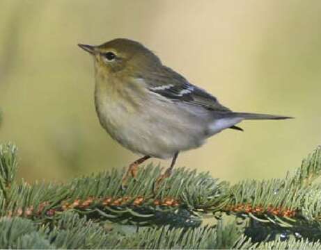 Image of Blackpoll Warbler