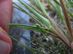 Imagem de Panicum wilcoxianum Vasey